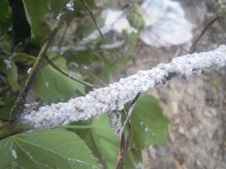 全国林业危险性有害生物系列扶桑绵粉蚧
