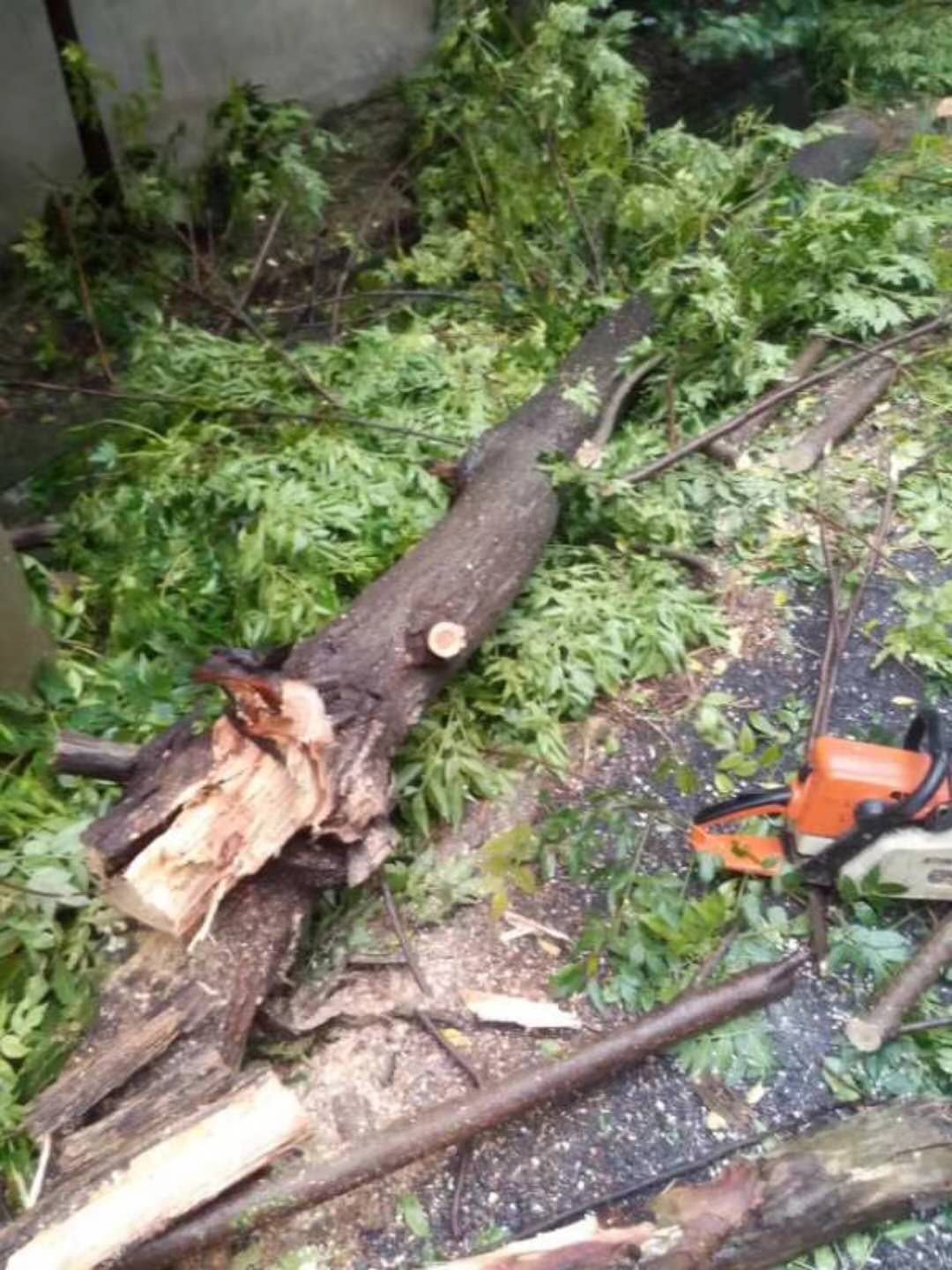 图 被台风刮断的树.jpg