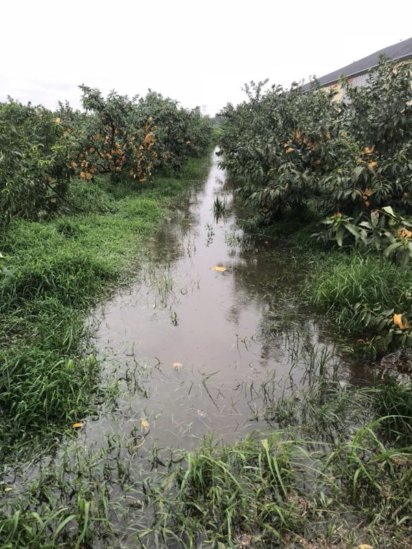 图2 枫泾镇被水淹的黄桃种植基地.jpg