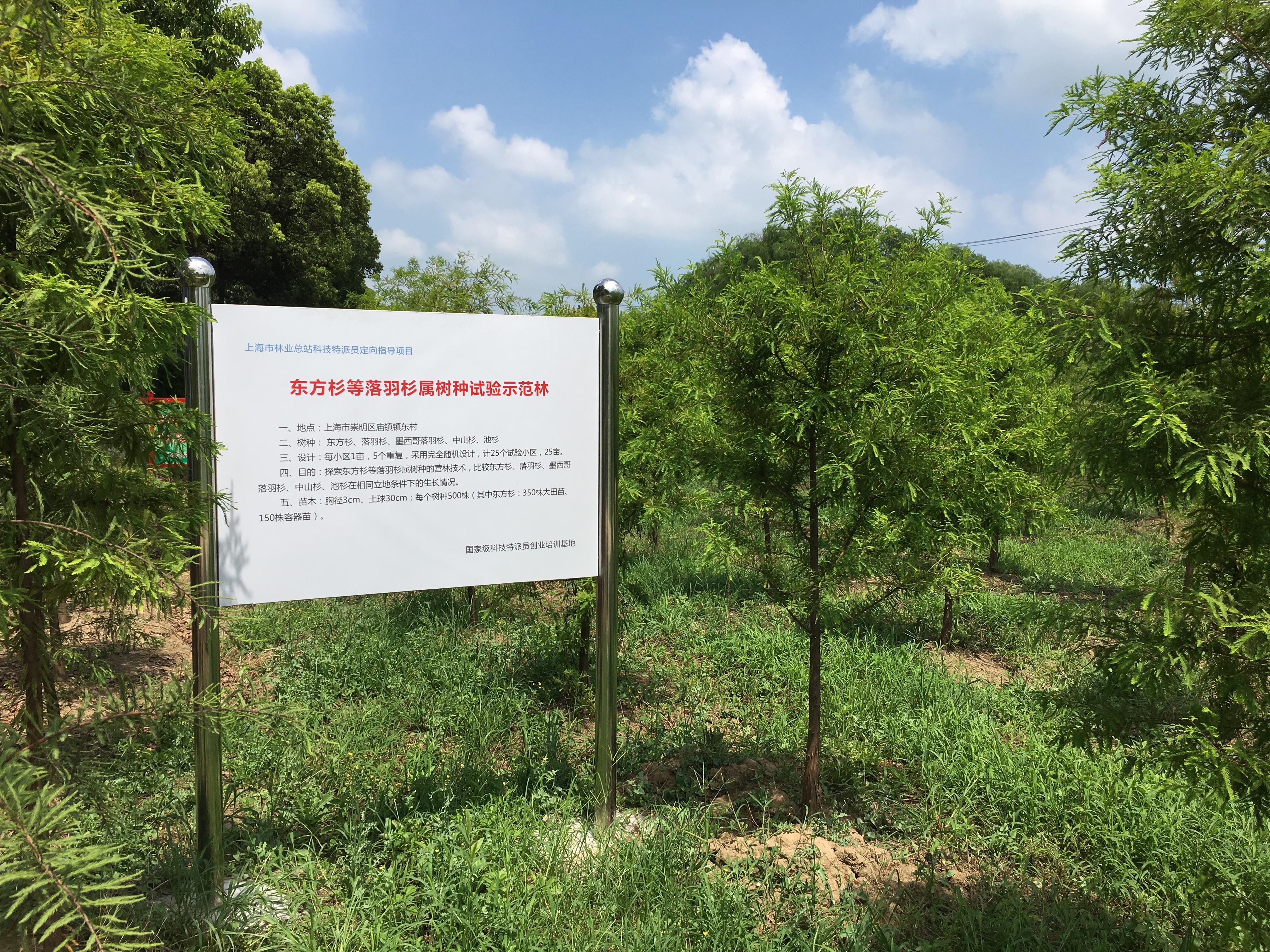 D:\信息报送\行业要闻\2017.4\8月\种苗科赴崇明庙镇检查东方杉等落羽杉属树种试验示范林1.jpg D:\信息报送\行业要闻\2017.4\8月\种苗科赴崇明庙镇检查东方杉等落羽杉属树种试验示范林1.jpg