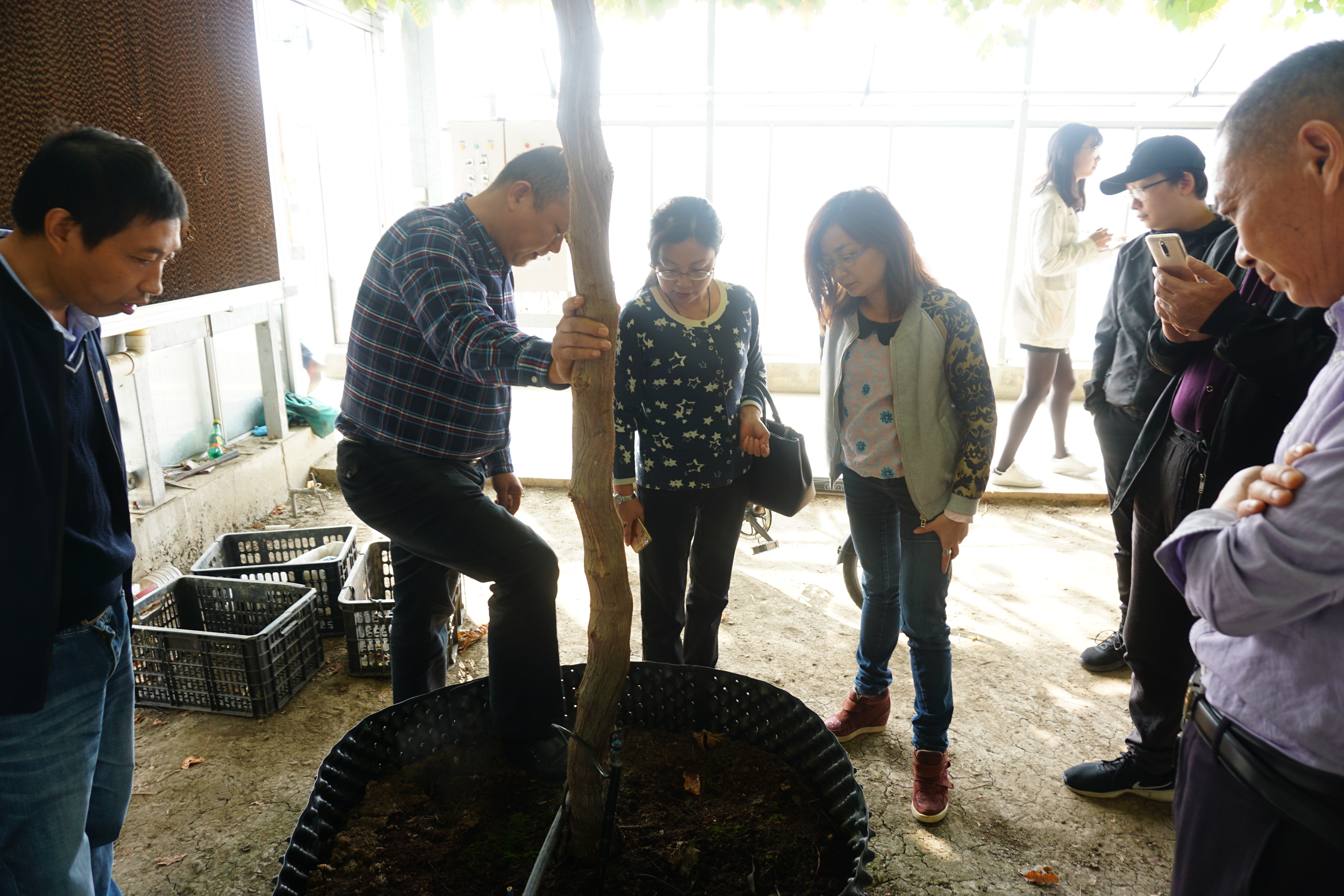 D:\信息报送\行业要闻\2017.4\11月\站领导检查“全程容器育苗关键技术示范与应用“推广项目实施情况2.jpg