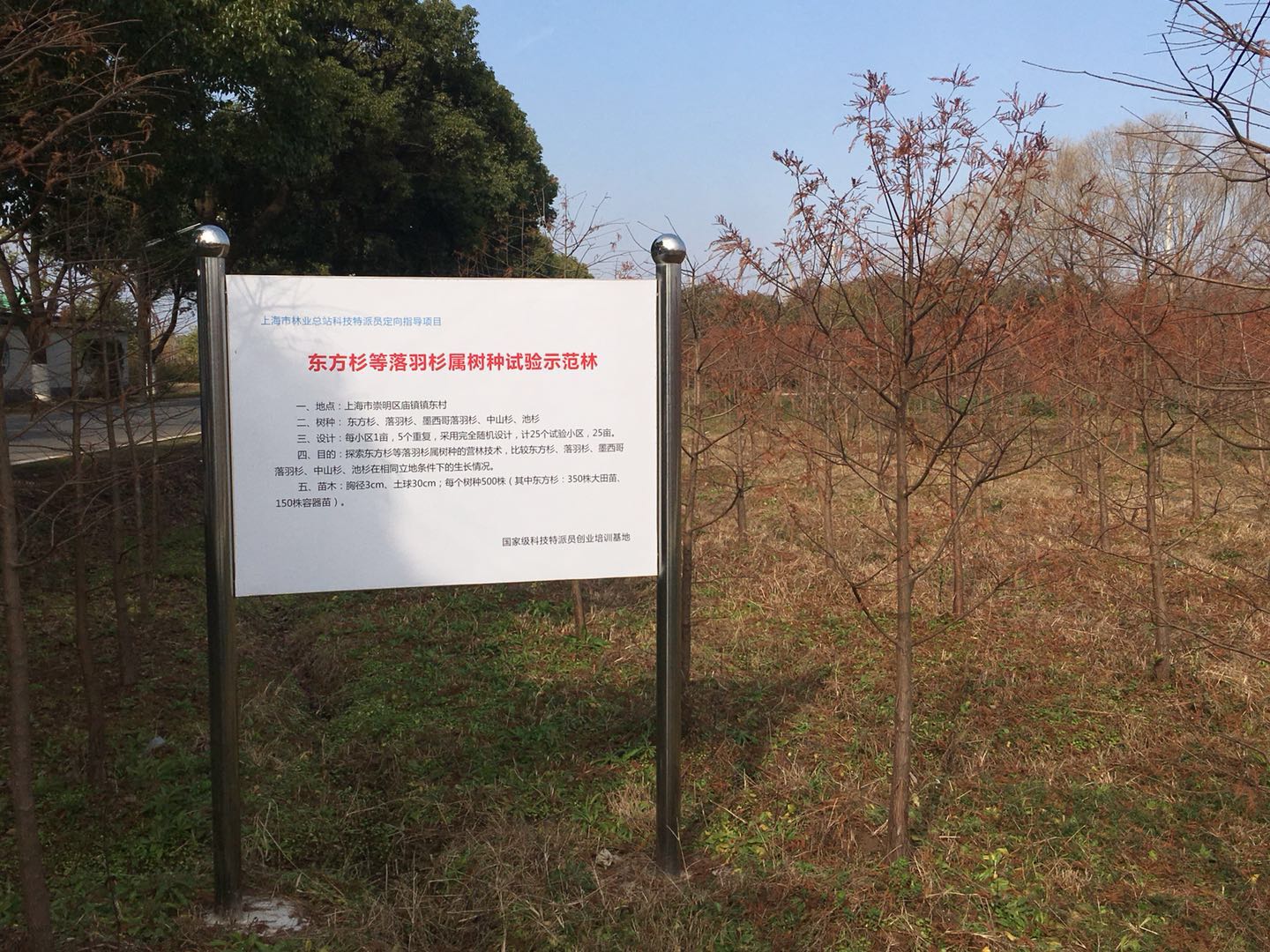 种苗科赴崇明庙镇开展东方杉示范林整枝修剪技术培训2.jpg 种苗科赴崇明庙镇开展东方杉示范林整枝修剪技术培训2.jpg