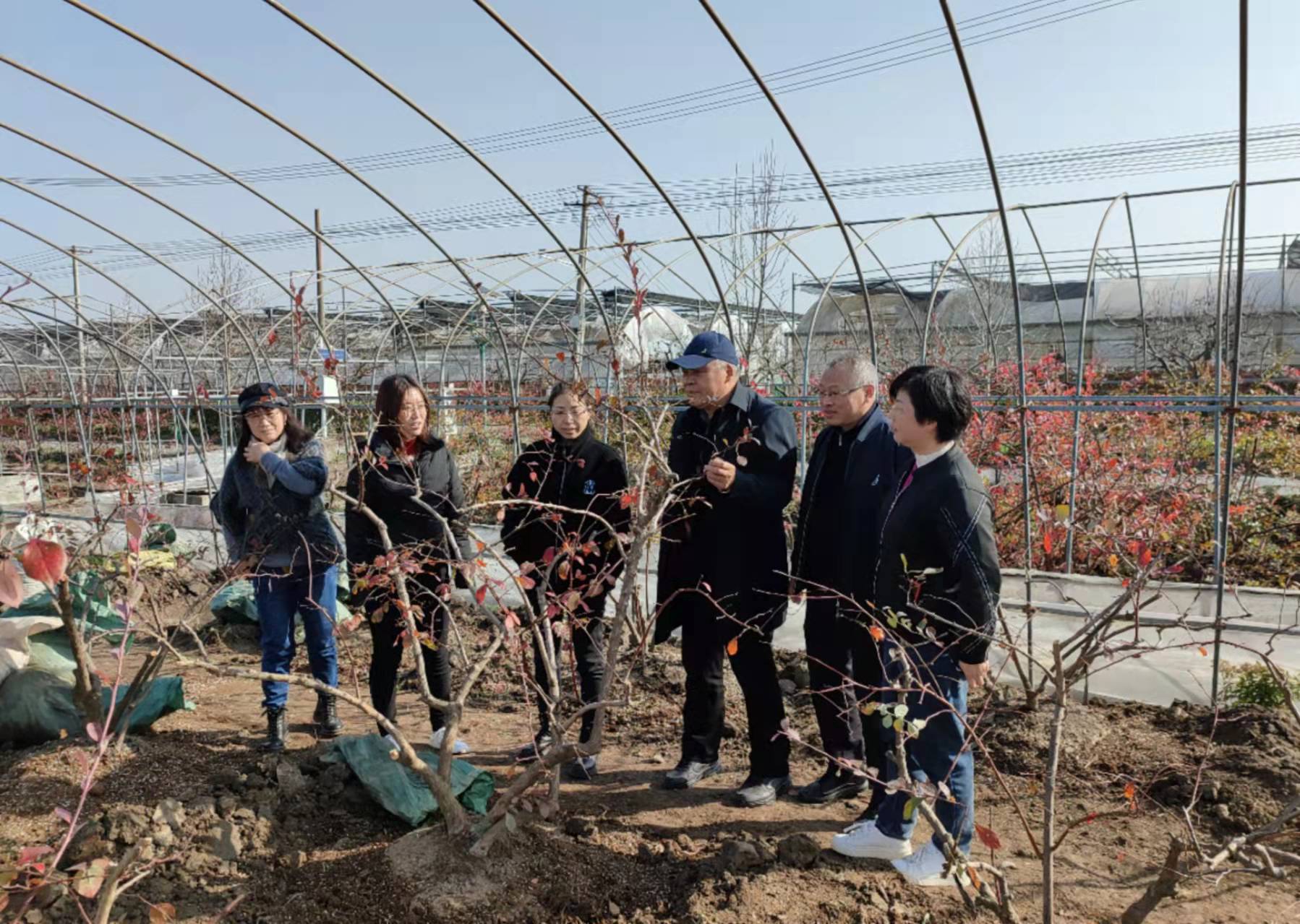 中央财政项目《上海地区蓝莓适生品种与优质栽培技术推广》完成年度推广工作1.jpg