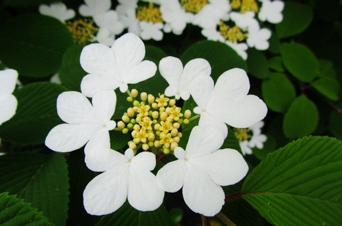 蝴蝶荚蒾3630.jpg