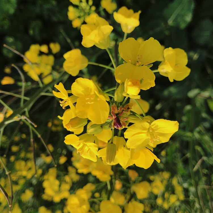 图2 油菜花开.jpg