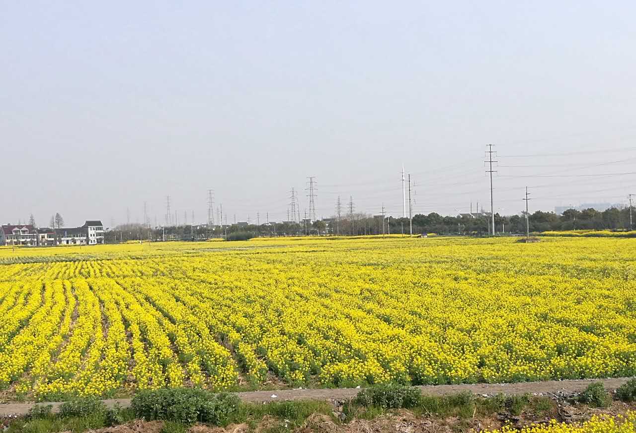 图1 金山田野油菜花开.jpg