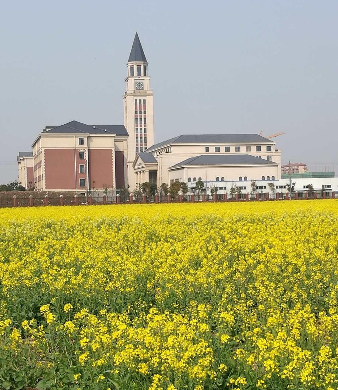 图3 张堰油菜花开.jpg