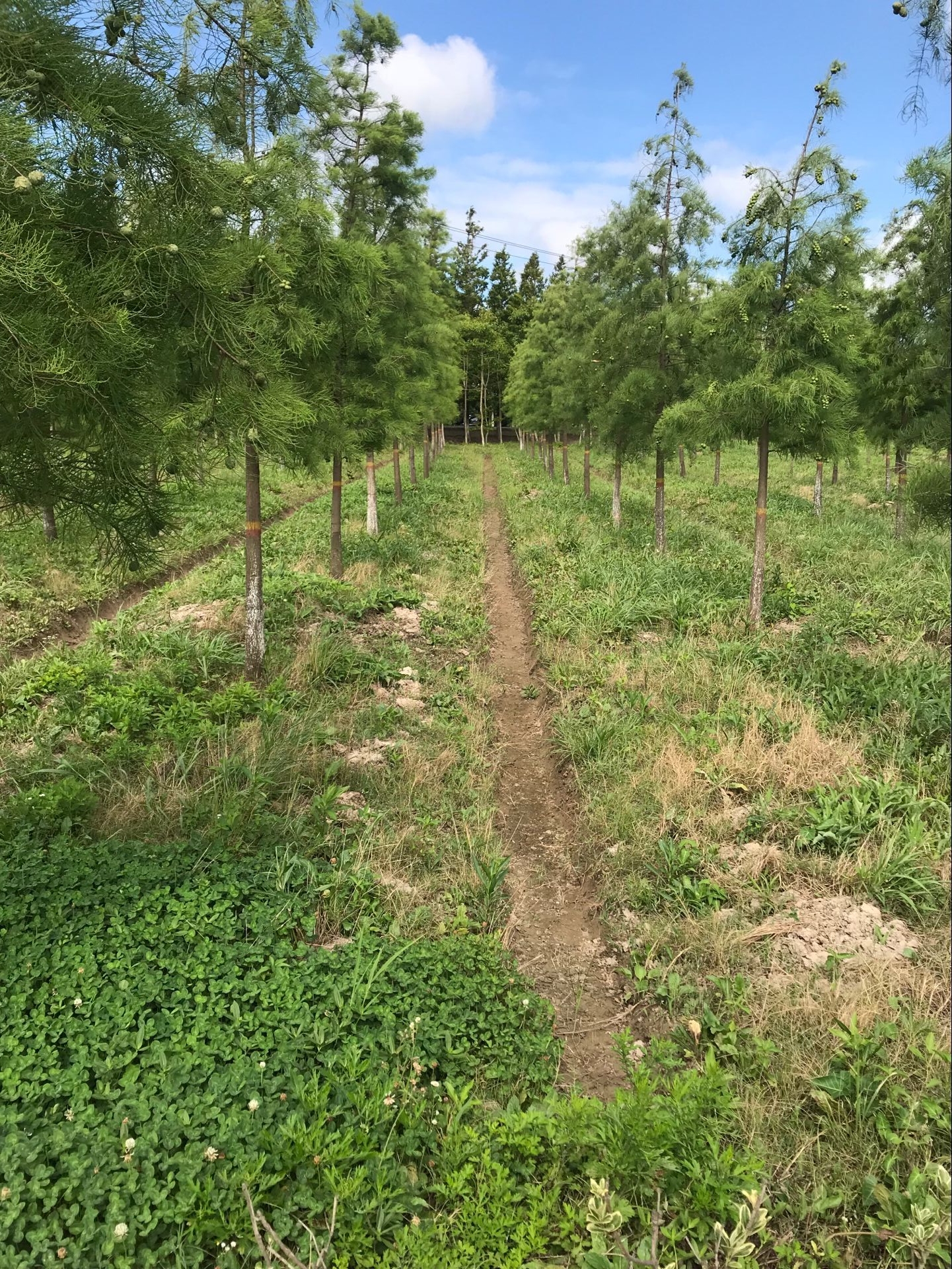 崇明区开展上半年公益林养护质量检查工作