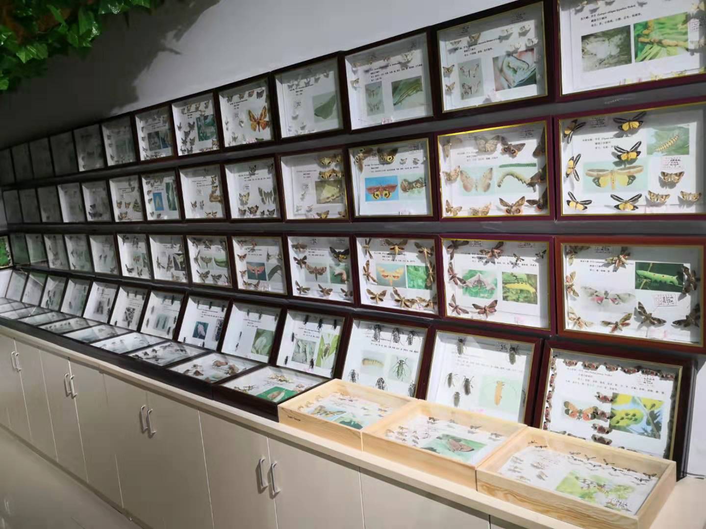 D:\信息报送\行业要闻\2019\9月\我市新添一处林业行业昆虫科普教育基地2.jpg