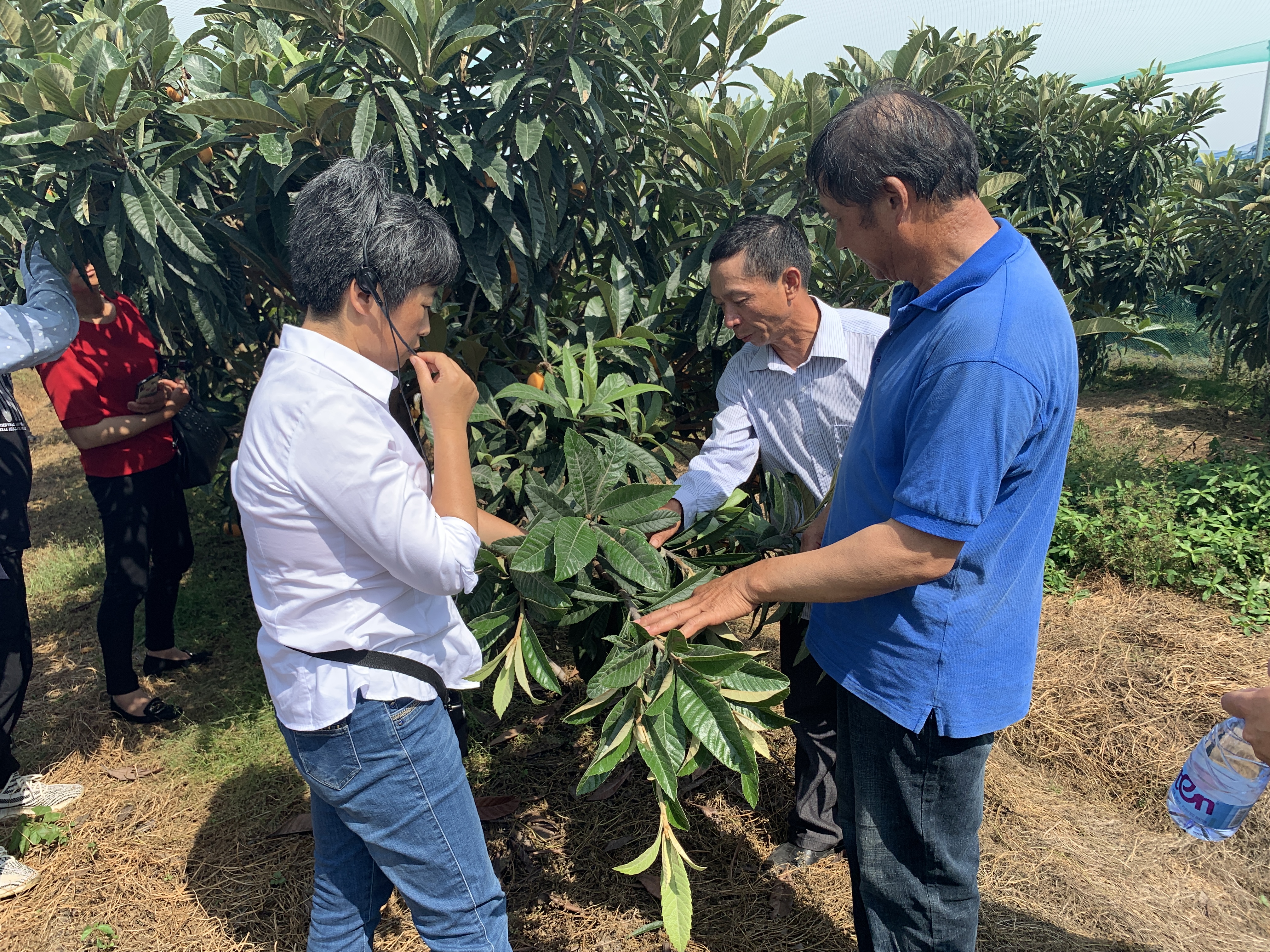 D:\信息报送\行业要闻\2020\6月\枇杷新品种现场品鉴会在崇明举办3.jpg