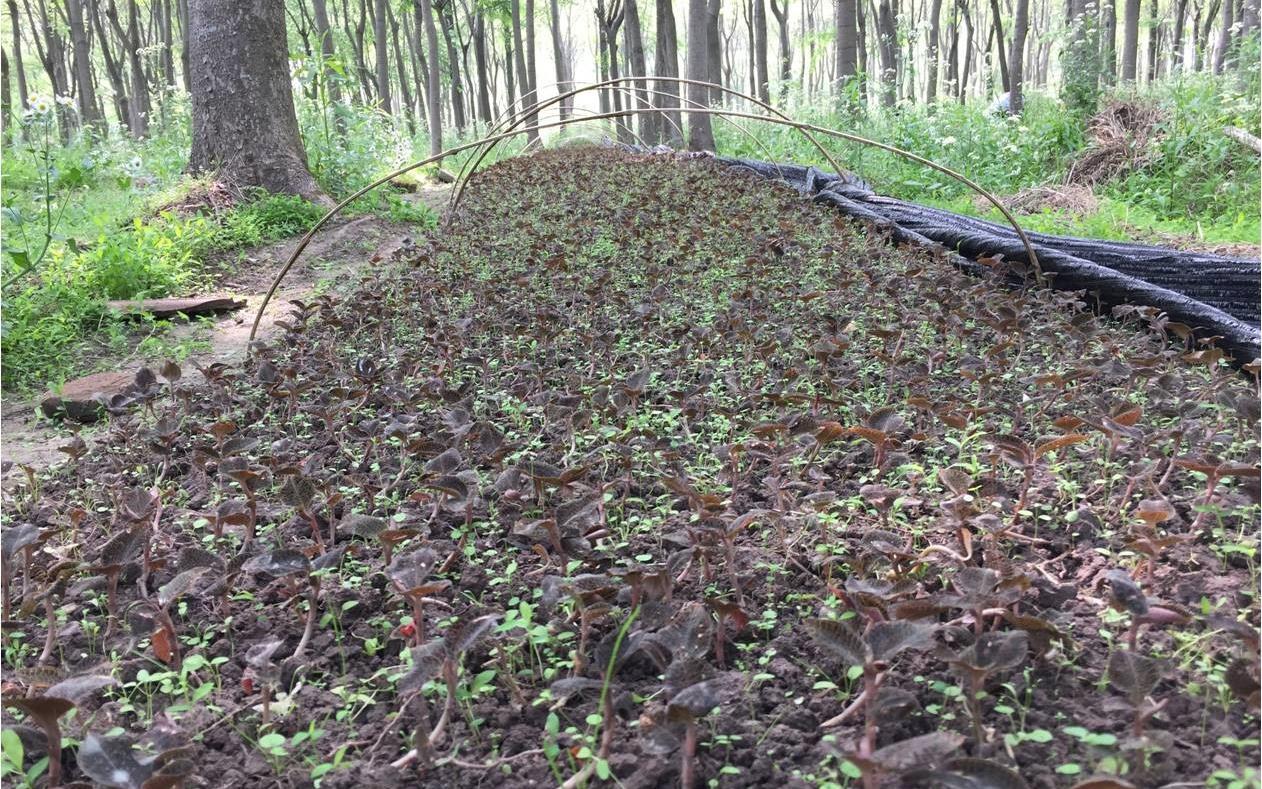 名贵药材金线莲在上海崇明区林下仿野生栽培获得成功