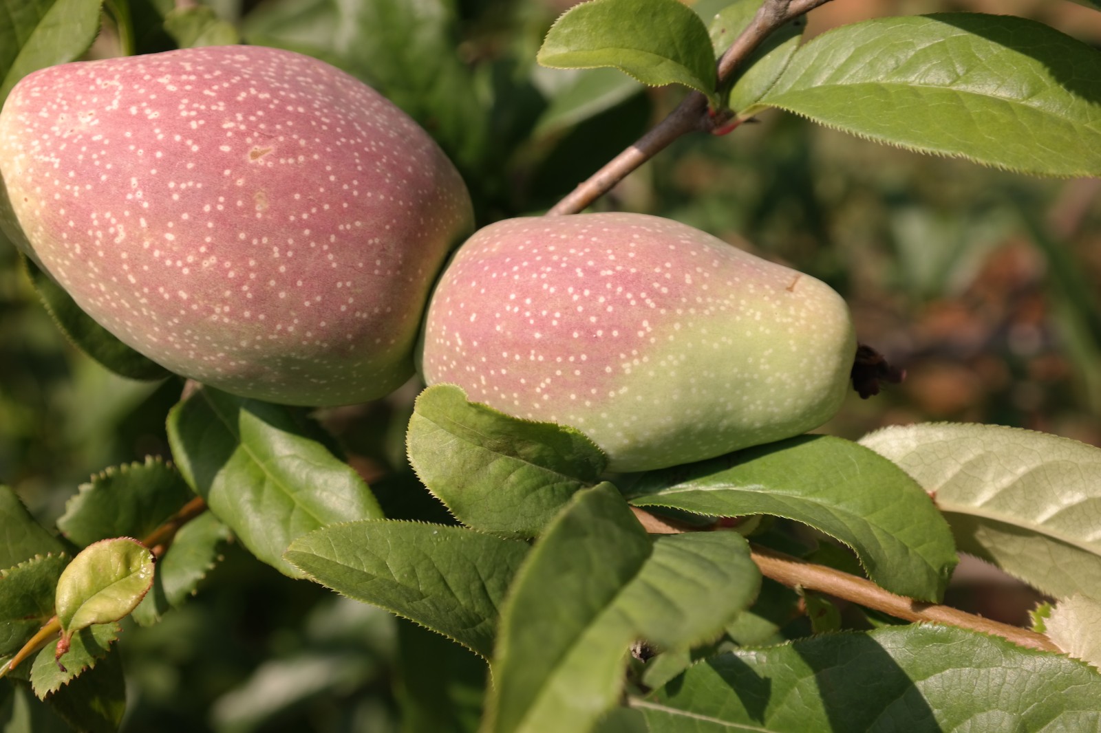 宣州区宣木瓜产业示范基地