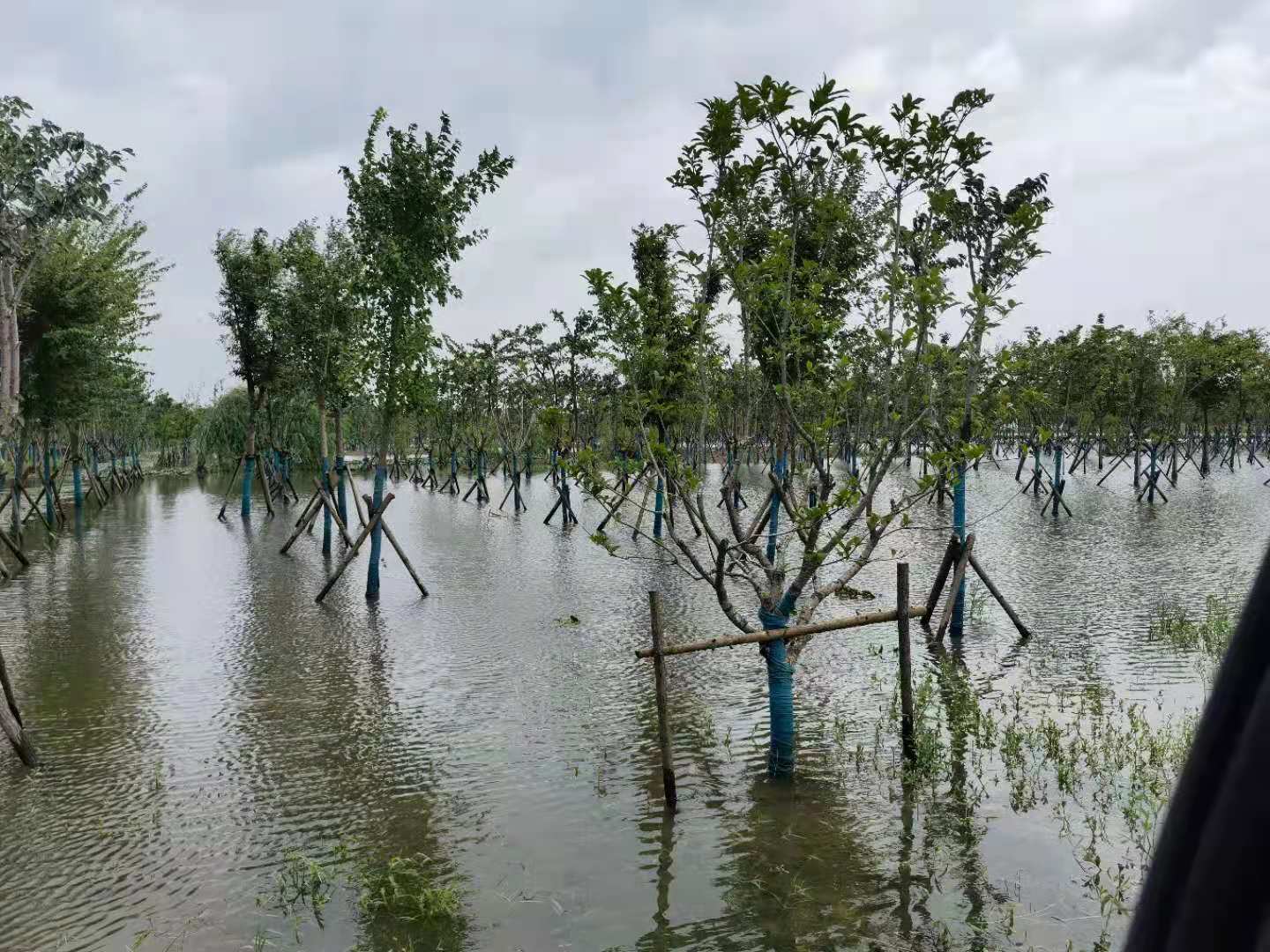 区林业站积极开展台风灾后恢复技术指导工作 (1).jpg