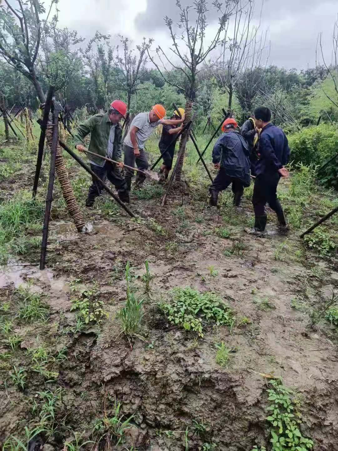 区林业站积极开展台风灾后恢复技术指导工作 (3).jpg
