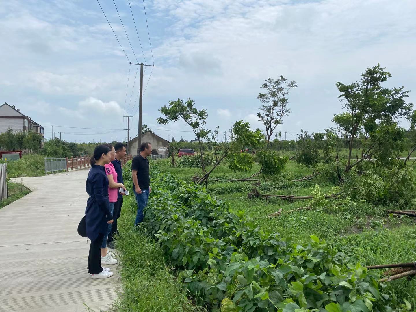 区林业站积极开展台风灾后恢复技术指导工作 (2).jpg