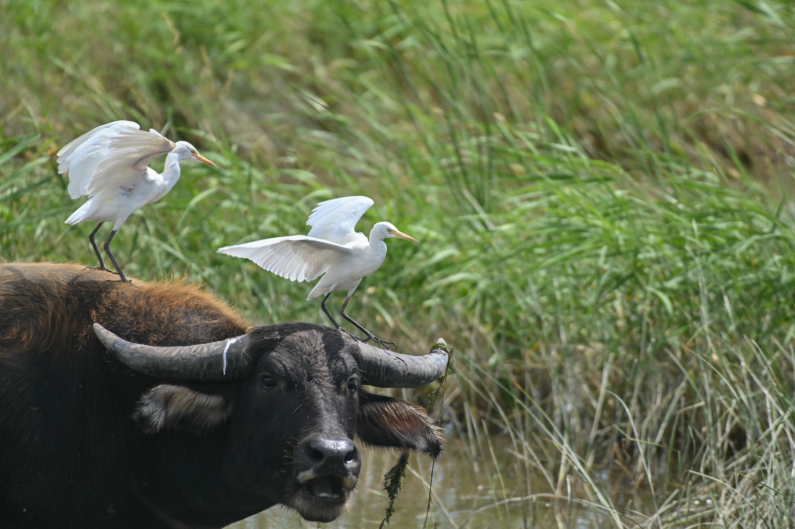 横沙东滩鸟类监测持续进行，守护上海秋季迁徙鸟类1.jpg
