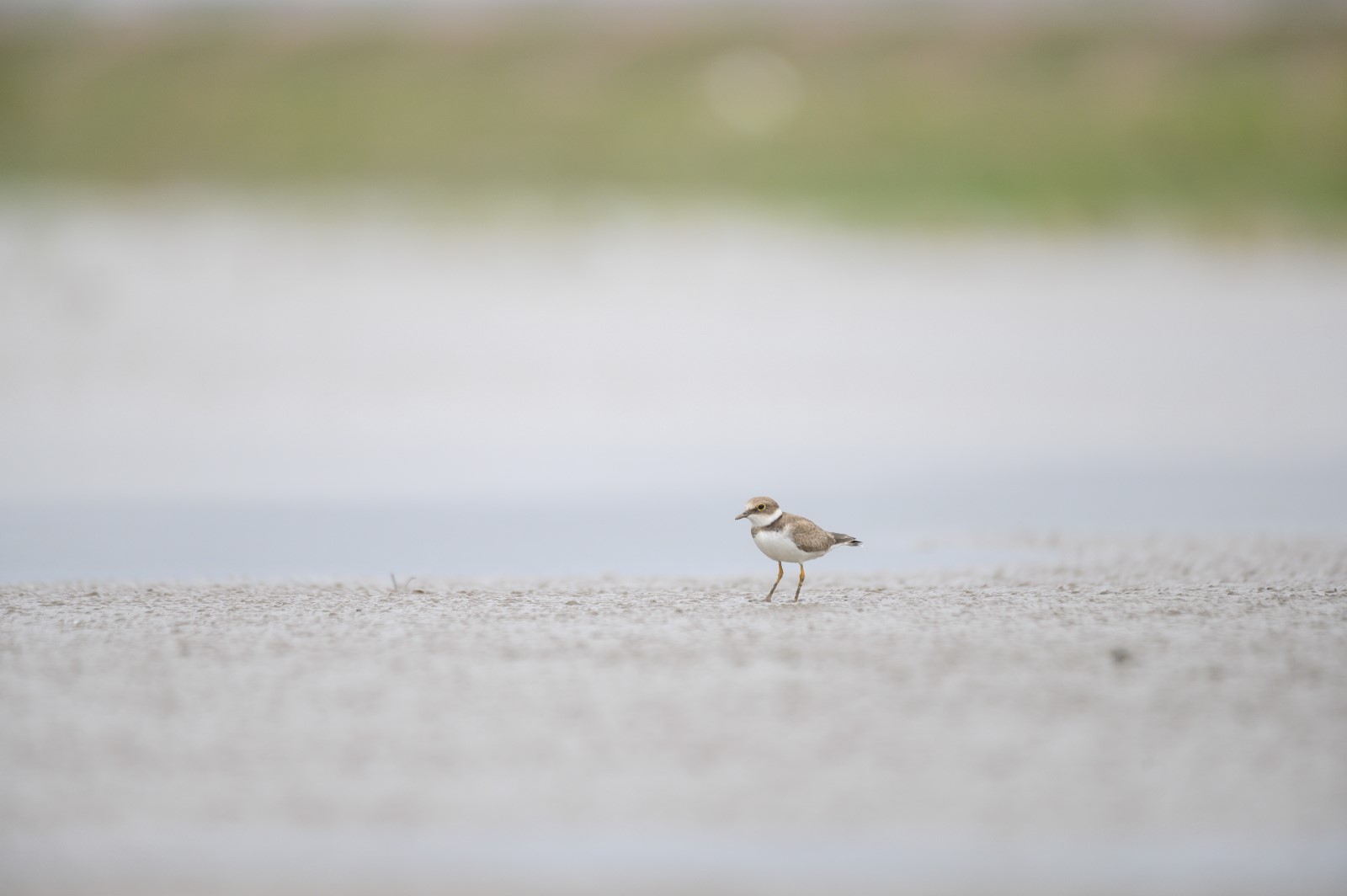 横沙东滩鸟类监测持续进行，守护上海秋季迁徙鸟类2.jpg