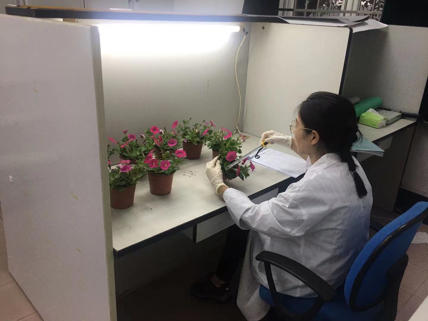 国家林草局花卉产品检验检测中心（上海）启动新一轮花卉行业监测3.jpg