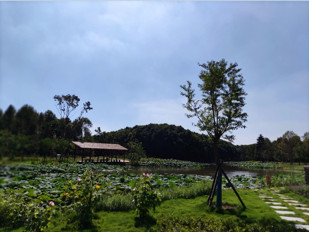 市林业部门赴青浦区调研指导开放休闲林地建设3.jpg