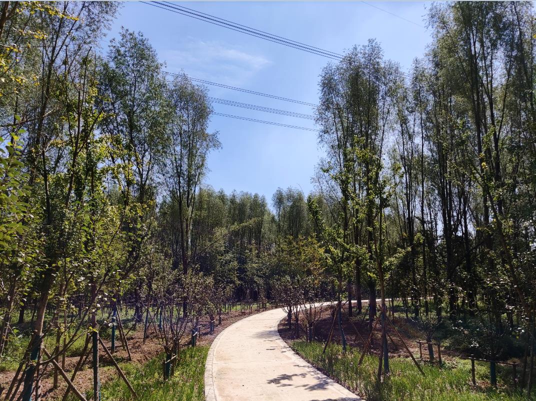 市林业部门赴青浦区调研指导开放休闲林地建设6.jpg