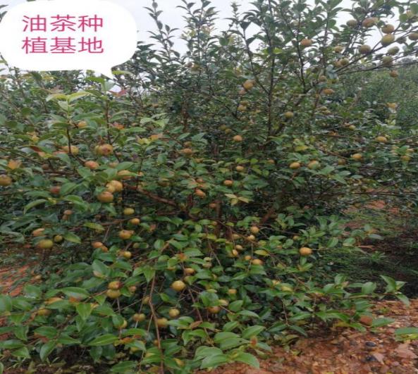 图片3.jpg 图片3.jpg