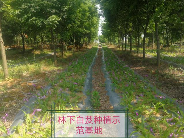 图片1.jpg 图片1.jpg
