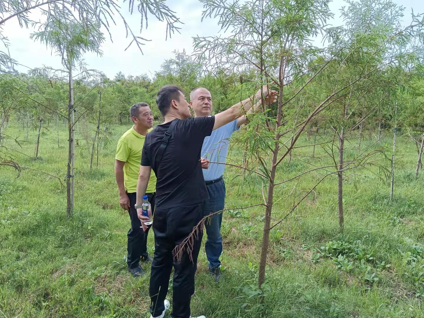 东方杉无性系选育项目扎实推进1.jpg
