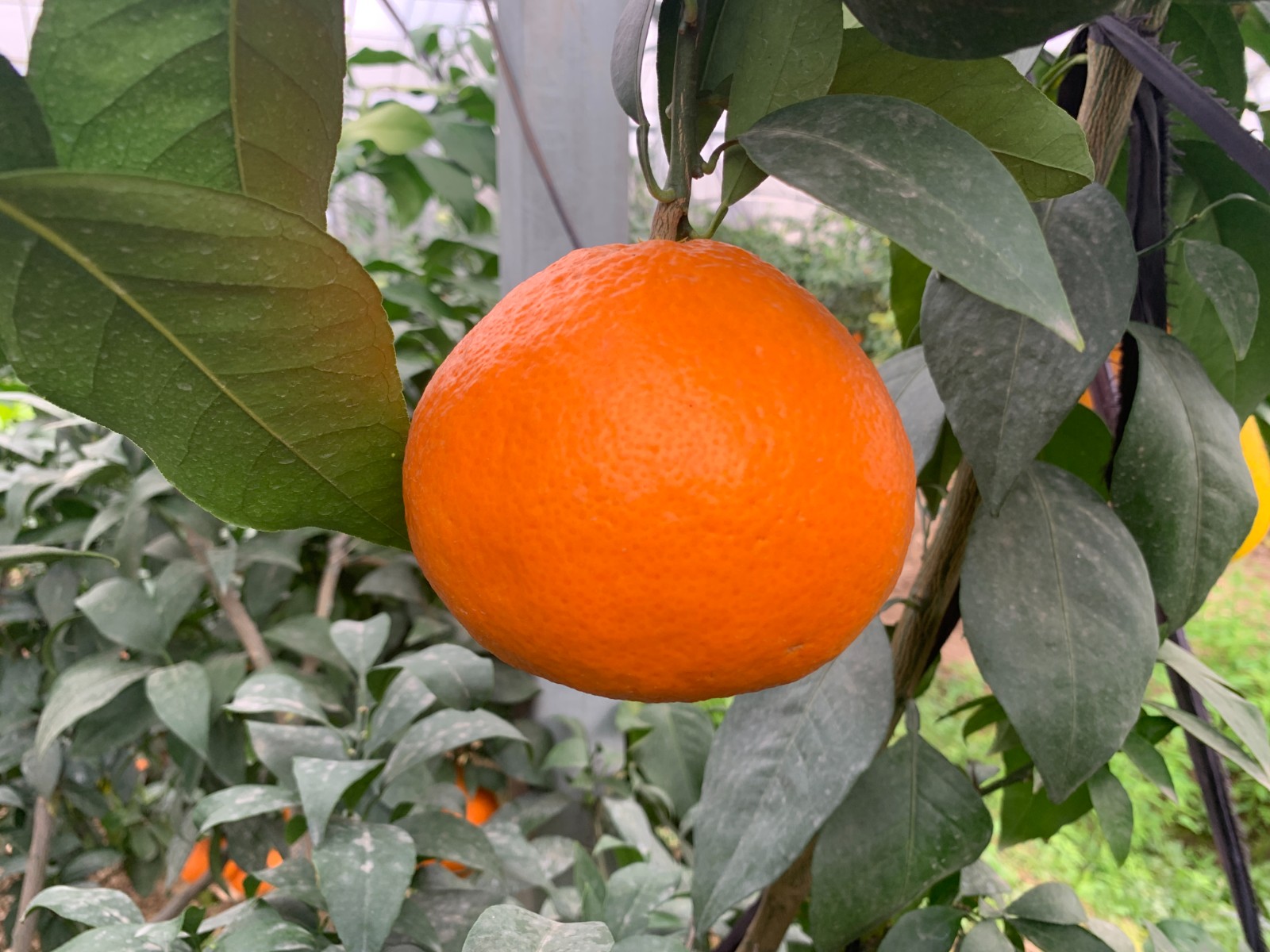 “柑橘新优品种及高效优质栽培技术推广”项目顺利通过专家验收6.jpg
