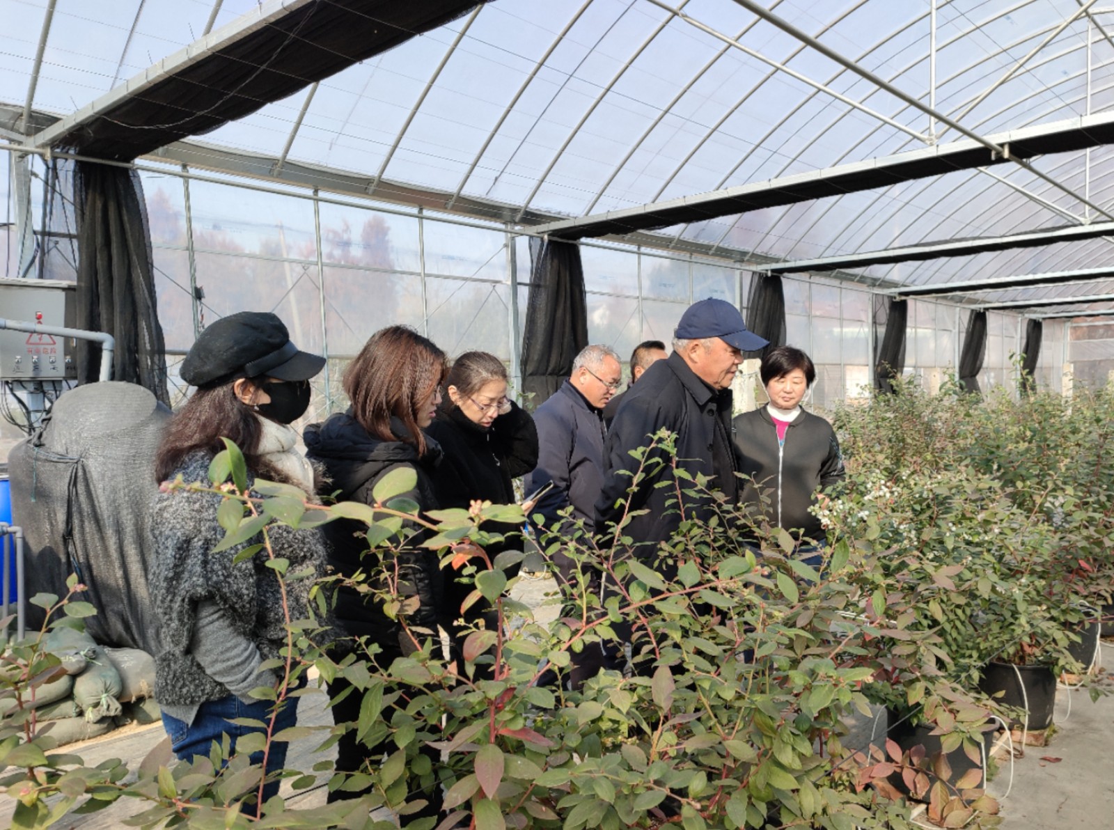 中央财政项目《上海地区蓝莓适生品种与优质栽培技术推广》完成年度推广工作2.jpg