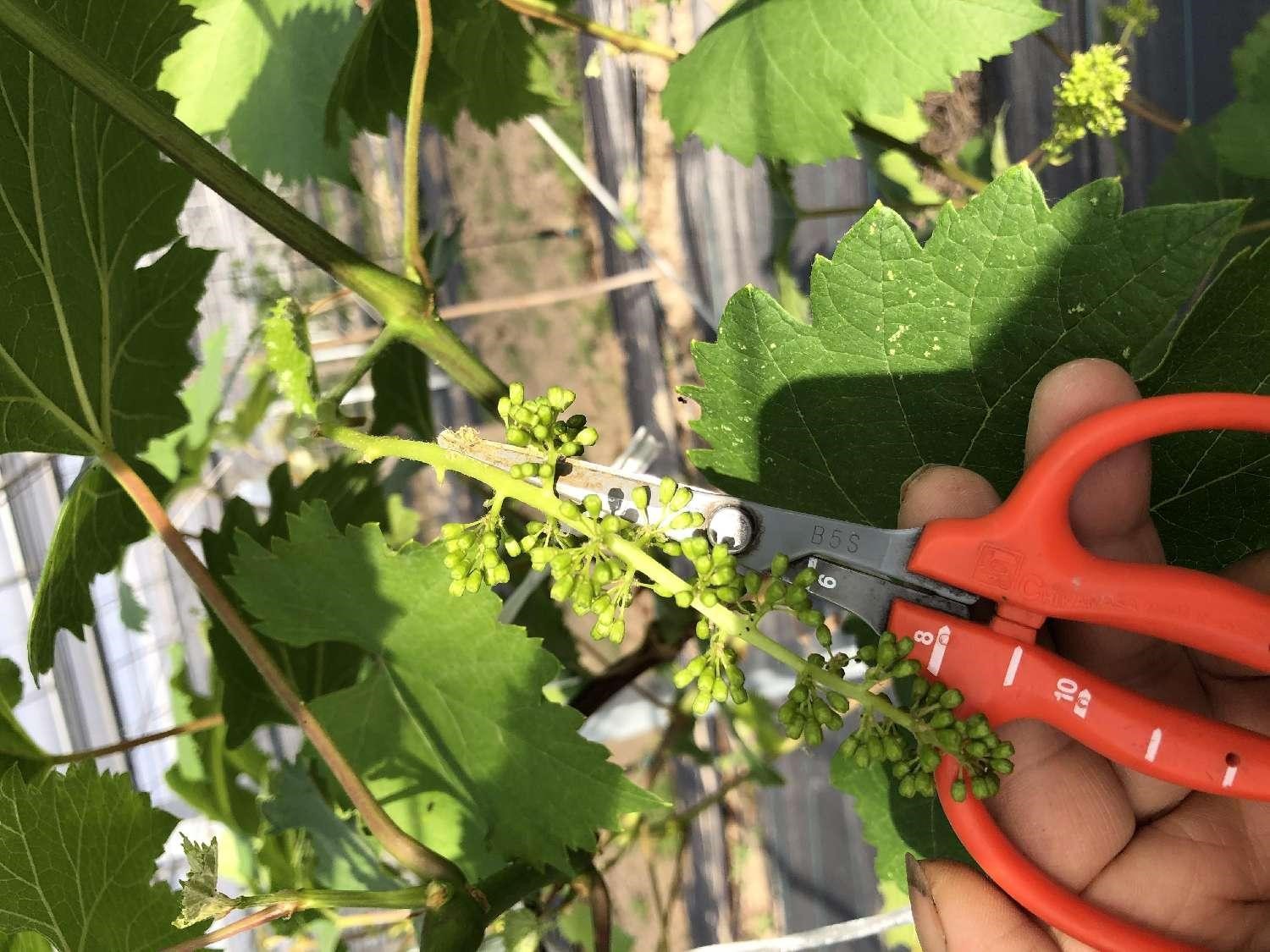 夏季修剪,花期温湿度管理,花穗整形,保花保果,无核化处理,葡萄疏果等