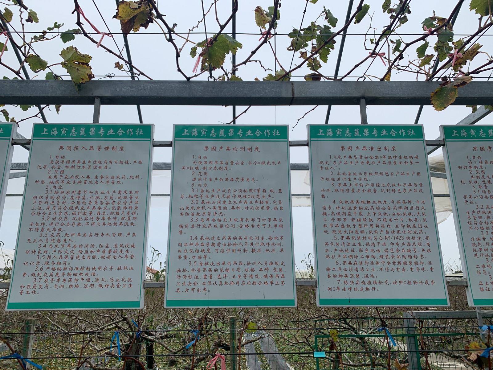 2022年“安全优质信得过果园”复审工作顺利完成5.jpg