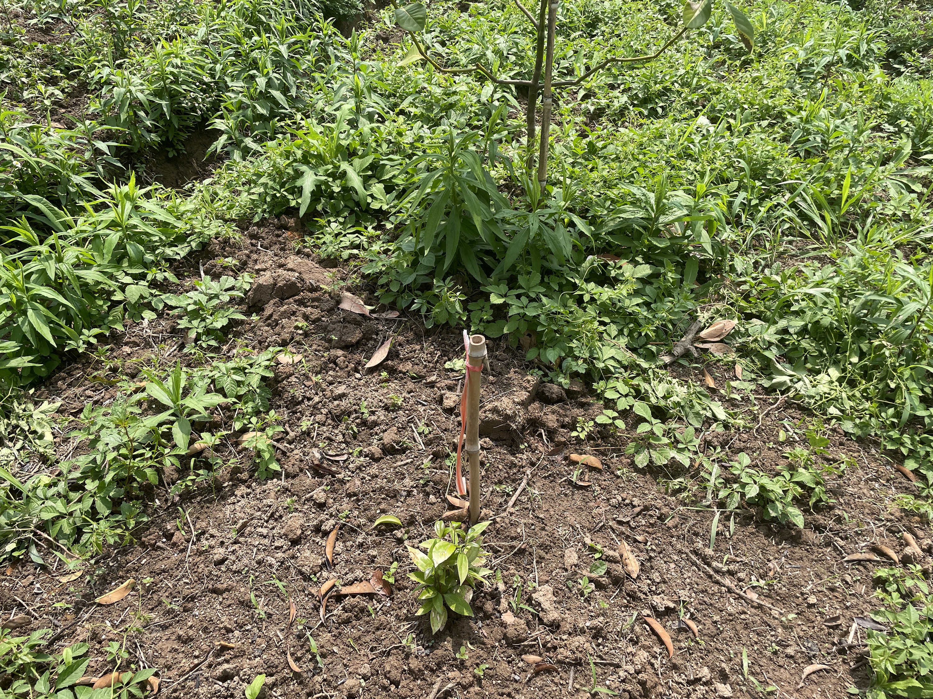 从单层到复层,崇明这片林进行了“复层异龄化改造”3.jpg 从单层到复层,崇明这片林进行了“复层异龄化改造”3.jpg