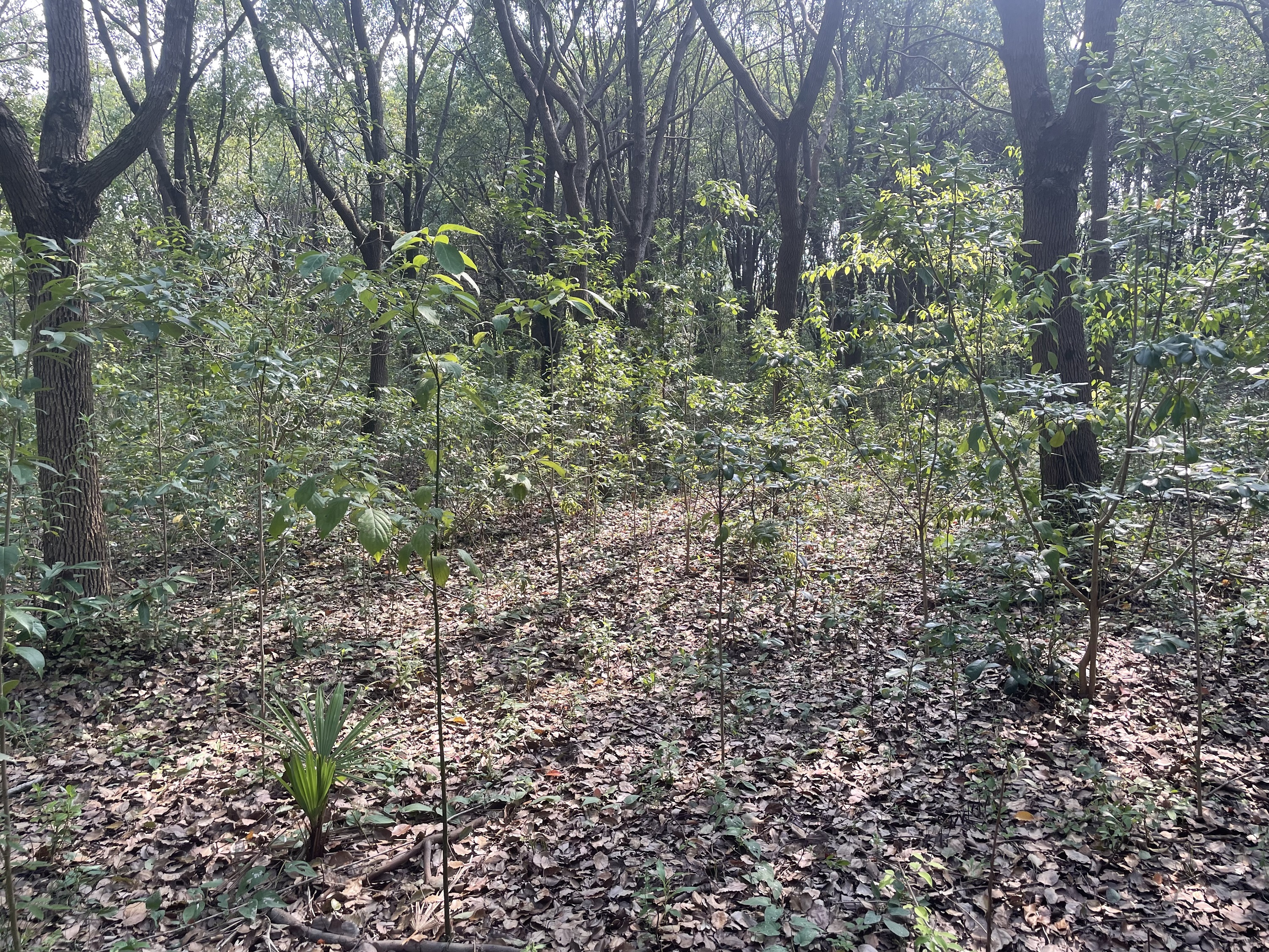 踏查林地定方案 养护指导促提升——城市人工林固碳增汇效能提升2.jpg