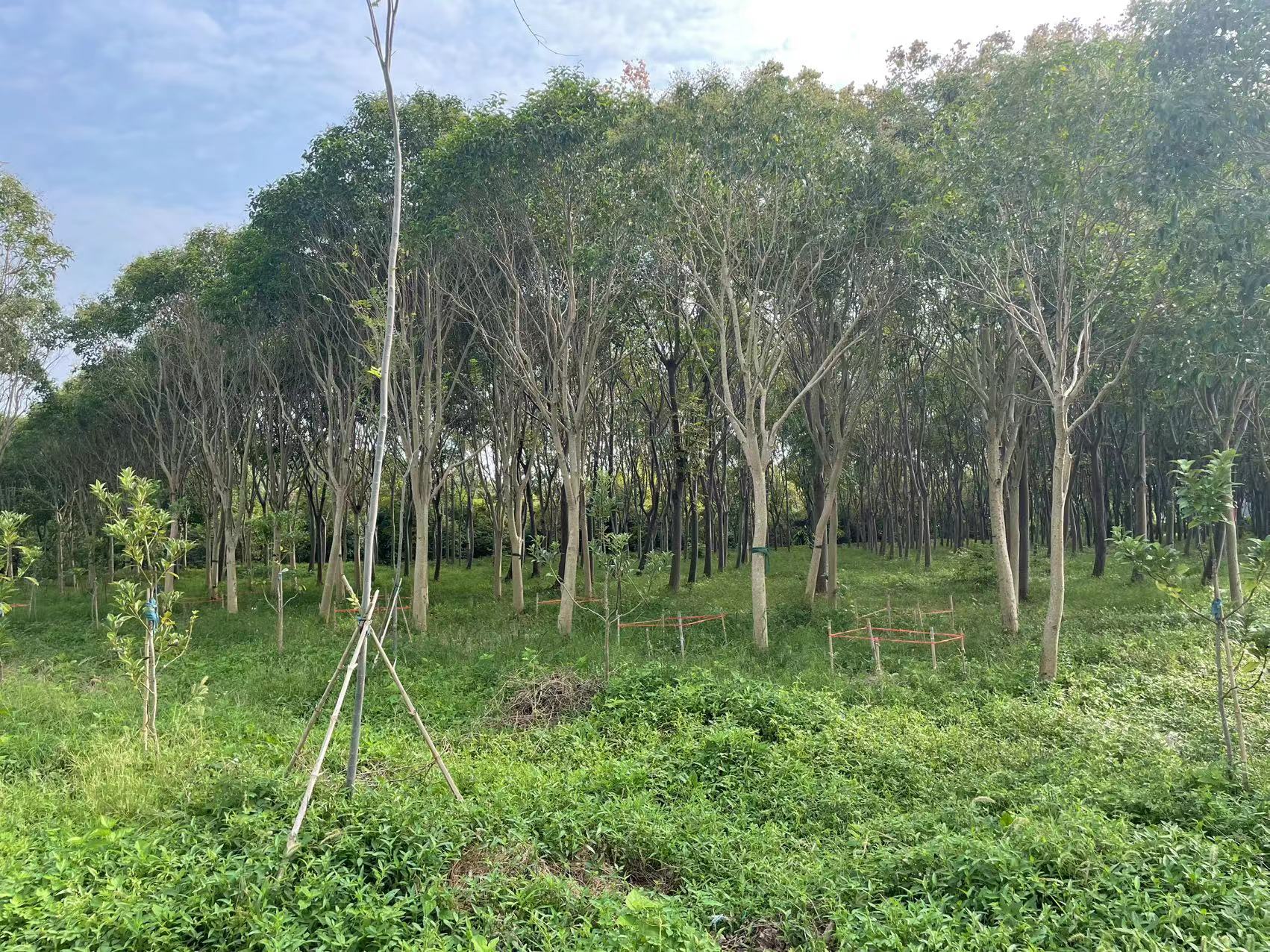 踏查林地定方案 养护指导促提升——城市人工林固碳增汇效能提升3.jpg