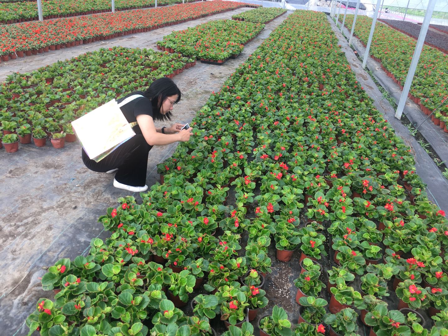 国家林草局花卉产品检验检测中心（上海）启动新一轮花卉行业监测2.jpg