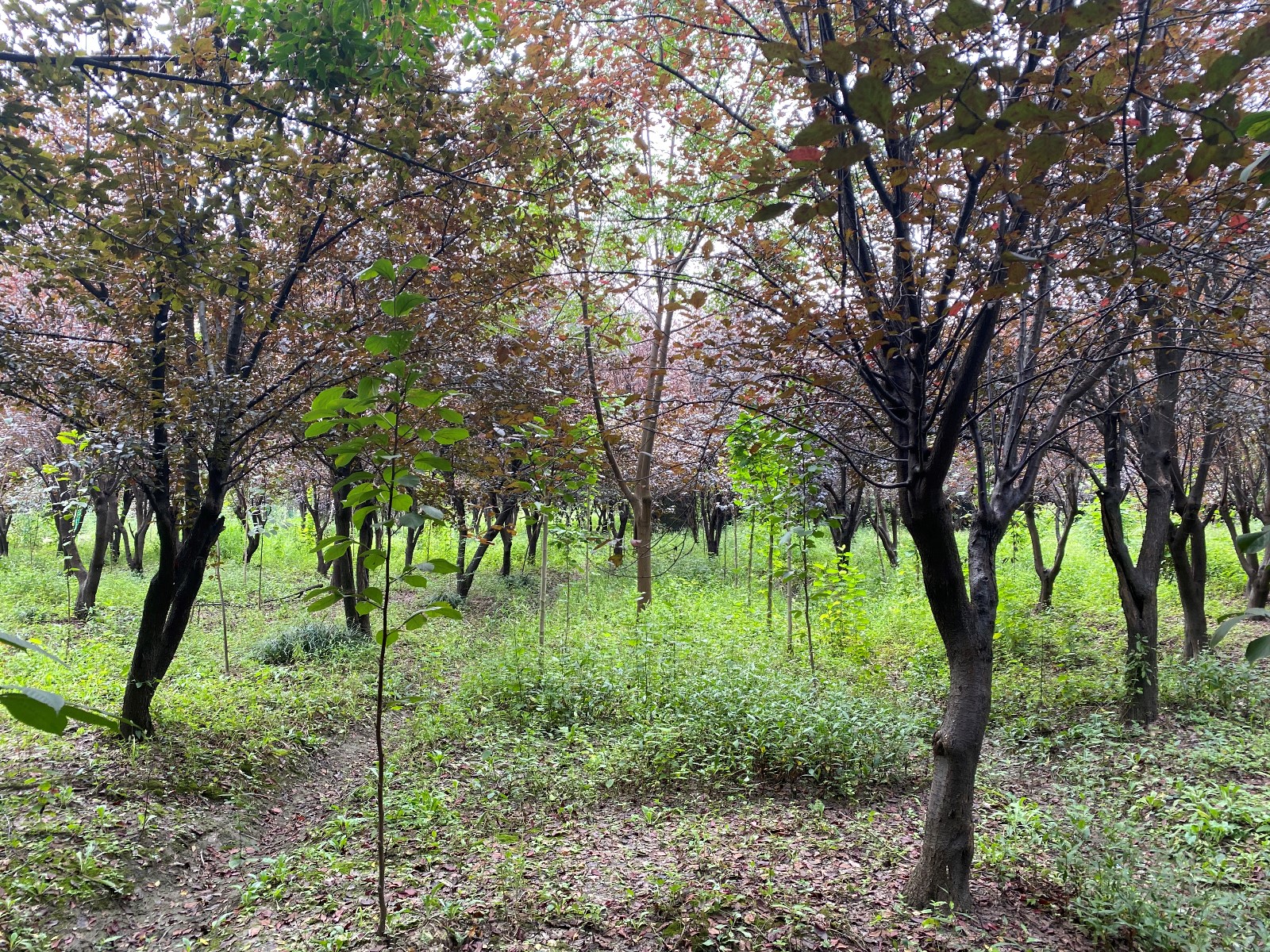 《彩叶、珍贵树种在生态公益林中的推广应用》项目组赴示范区勘察红楠生长情况2.jpg