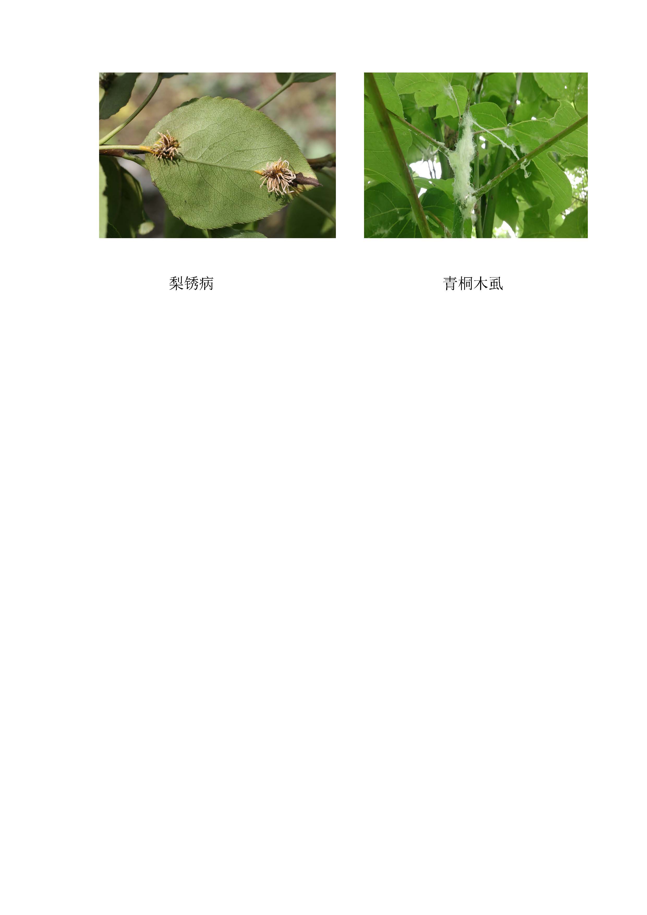 闵行区林业有害生物预警信息191_页面_3.jpg